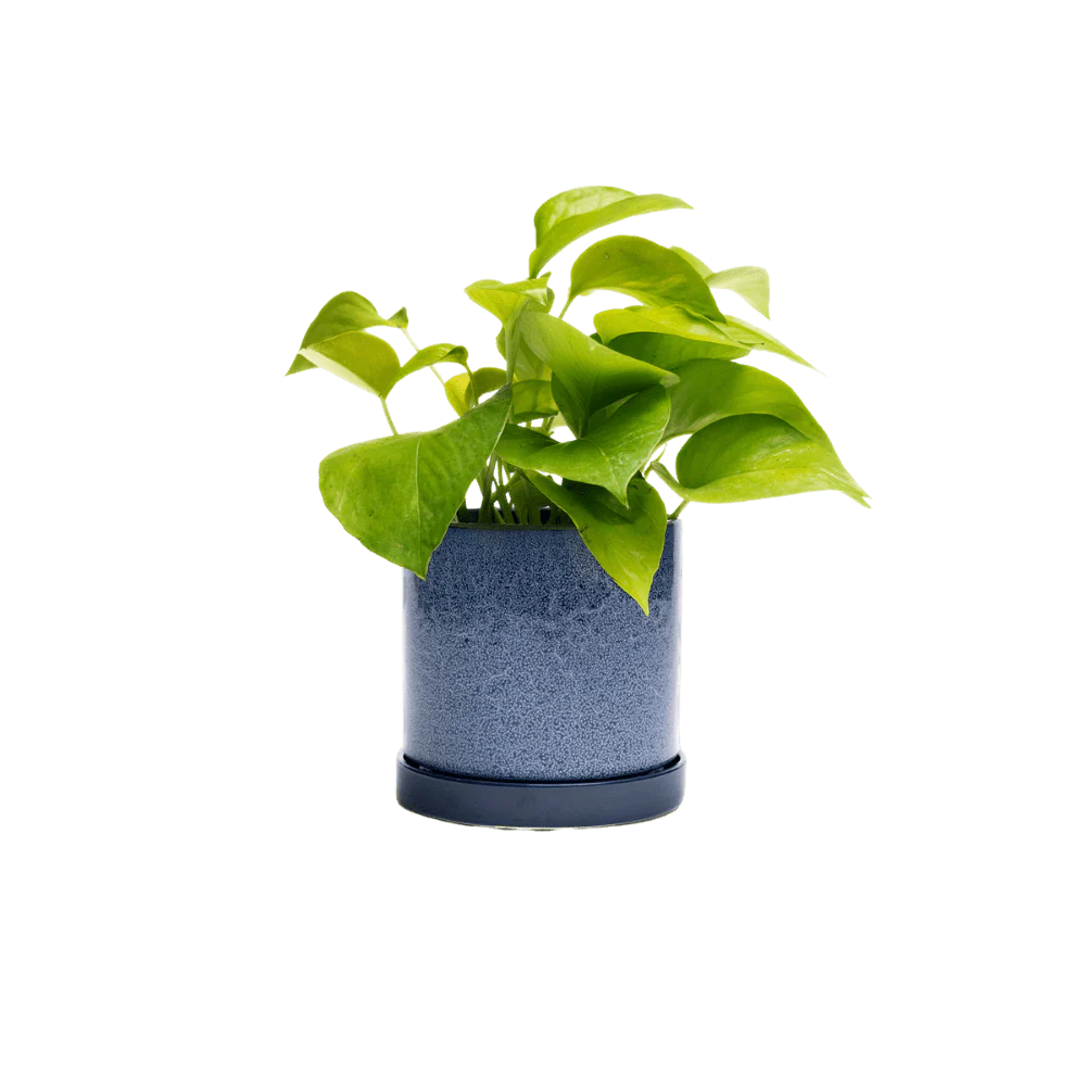 Minute Medium Ceramic Pot with Drainage Hole and Saucer — Cosmos