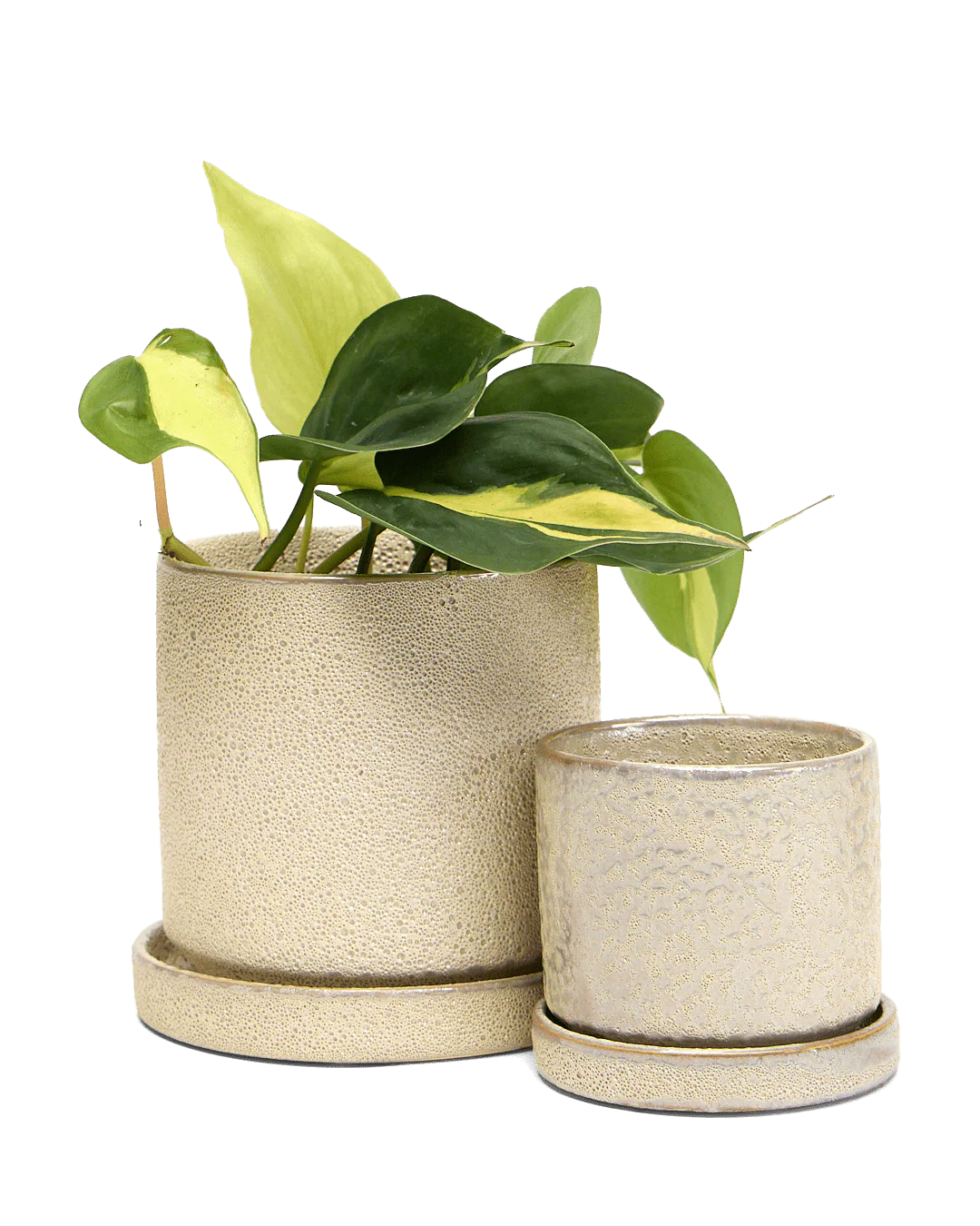 Minute Small Ceramic Pot with Drainage Hole and Saucer —  Ivory Speckles - Image 4