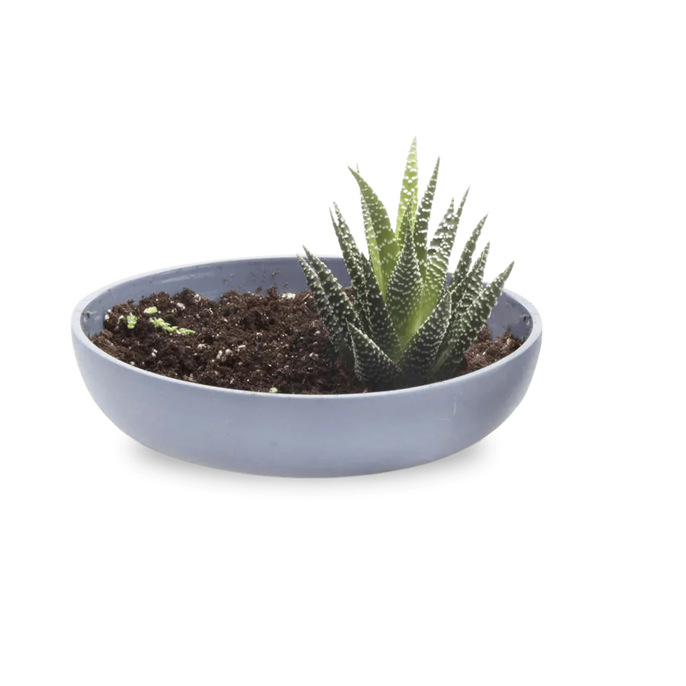 Moog Porcelain Succulent Garden Dish - Peacock Green - Image 5