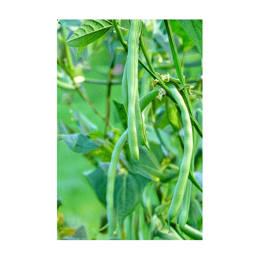 French Beans Vegetable Seeds Packet - Image 2