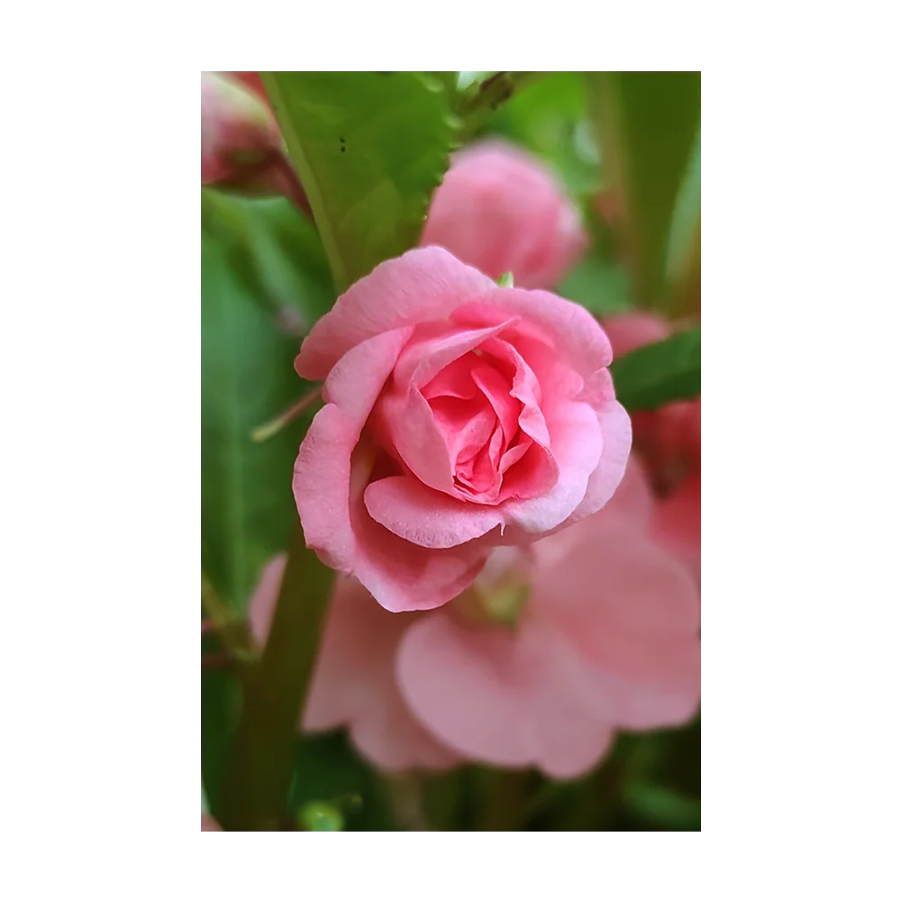 Pink Rose Balsam Flower Seeds Packet - Image 3