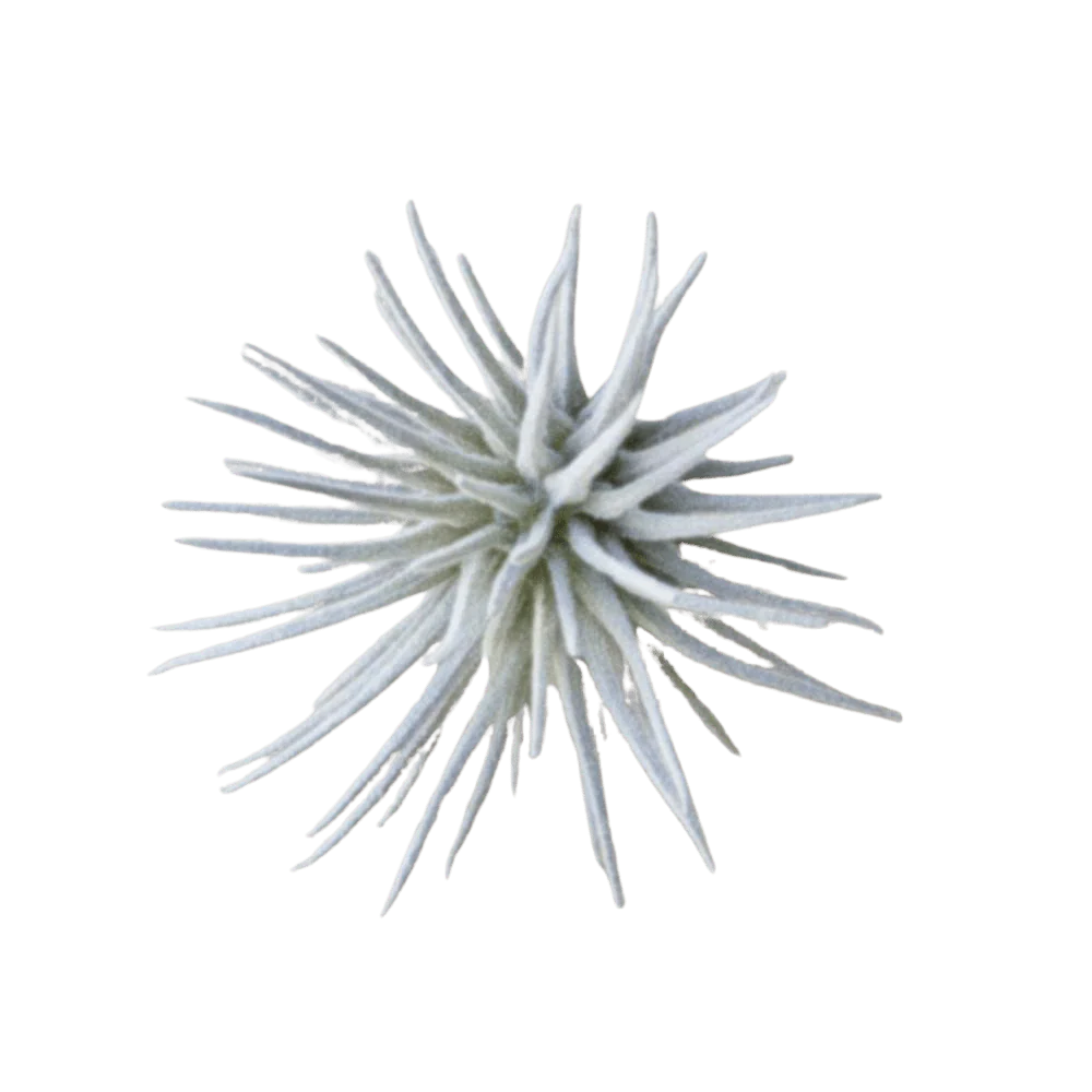 Air Plant Fake Lifelike Realistic Unkillable! - Image 2