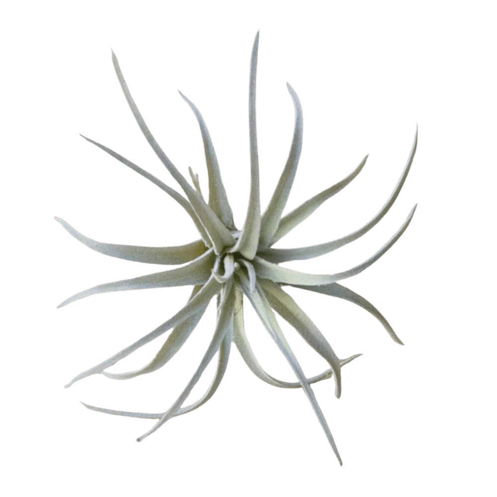 Air Plant Fake Lifelike Realistic Unkillable! - Image 5