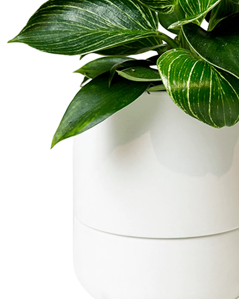 Ryan Self-Watering Plant Pots - Image 12