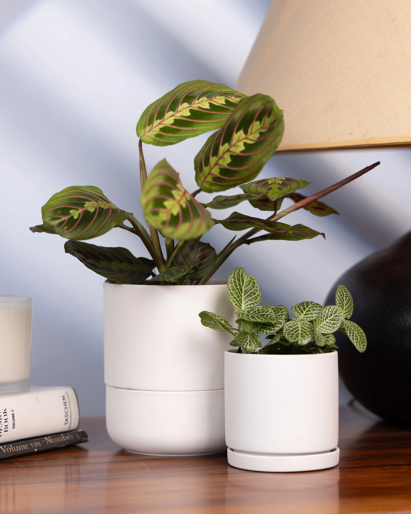 Ryan Self-Watering Plant Pots - Image 15