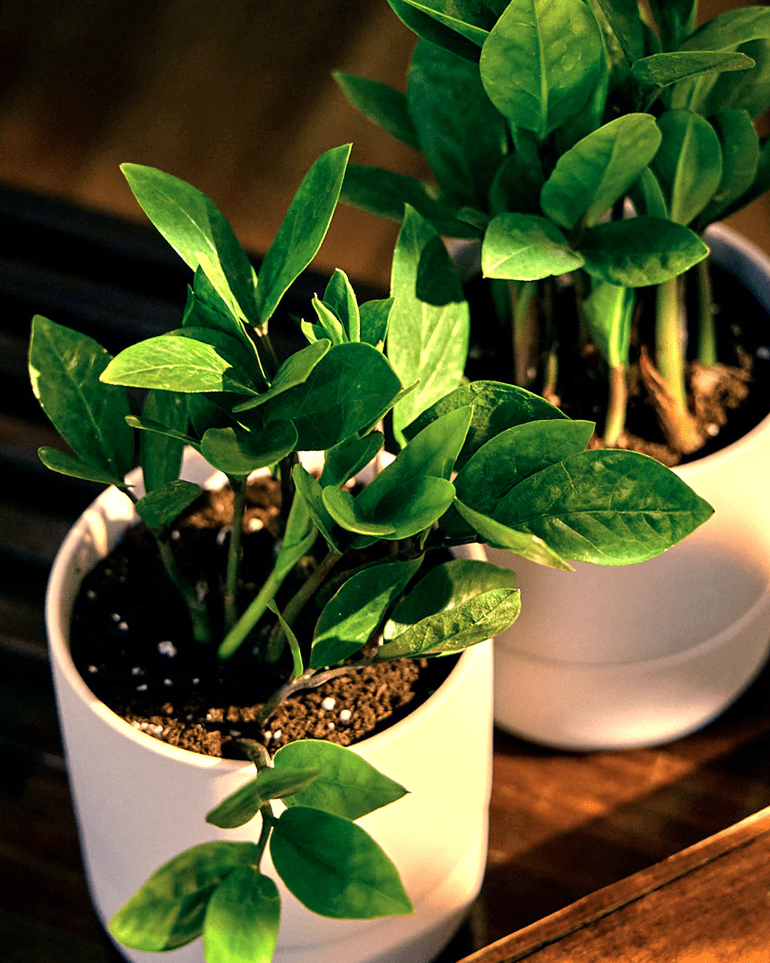 Ryan Self-Watering Plant Pots - Image 34