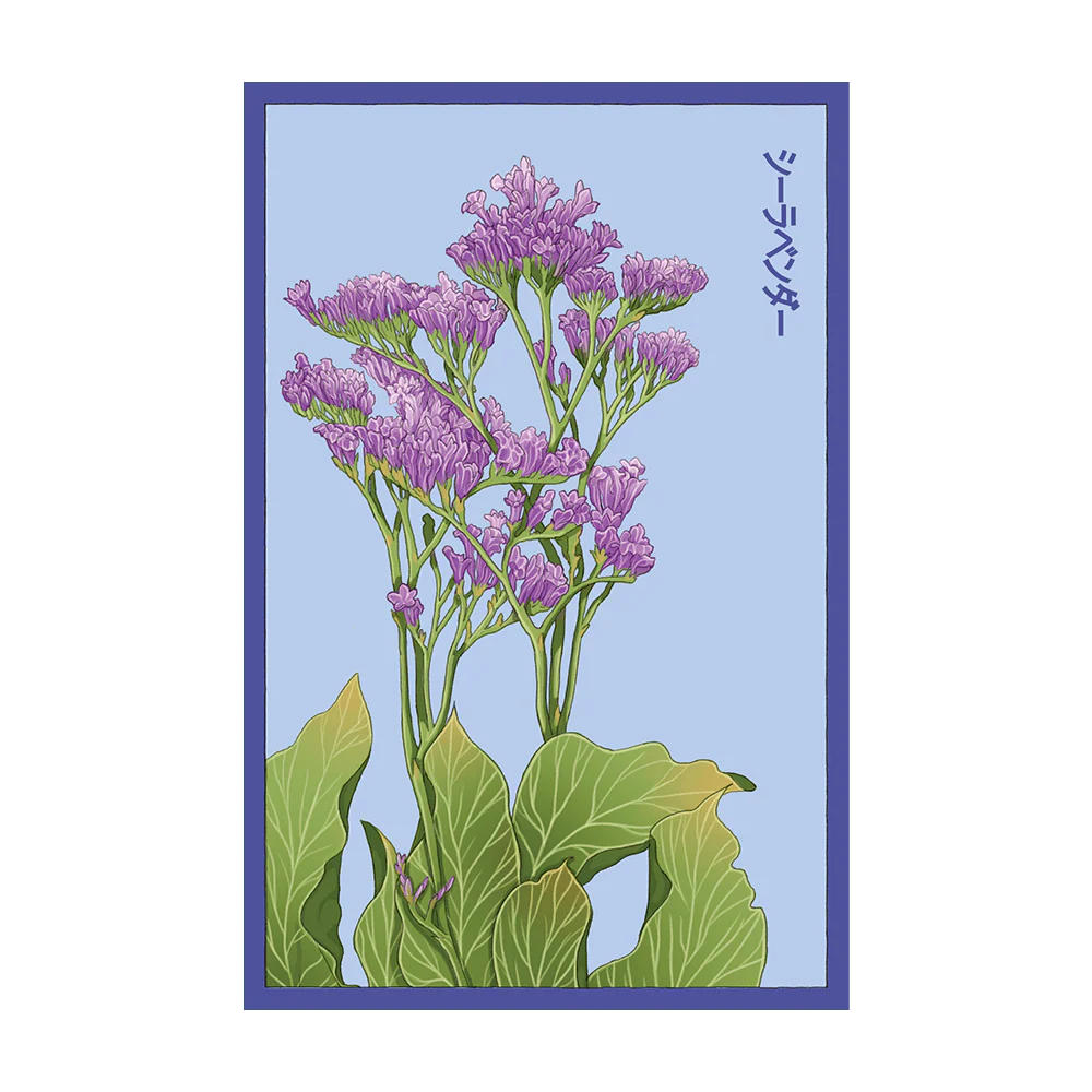 Sea Lavender Flower Seeds Packet