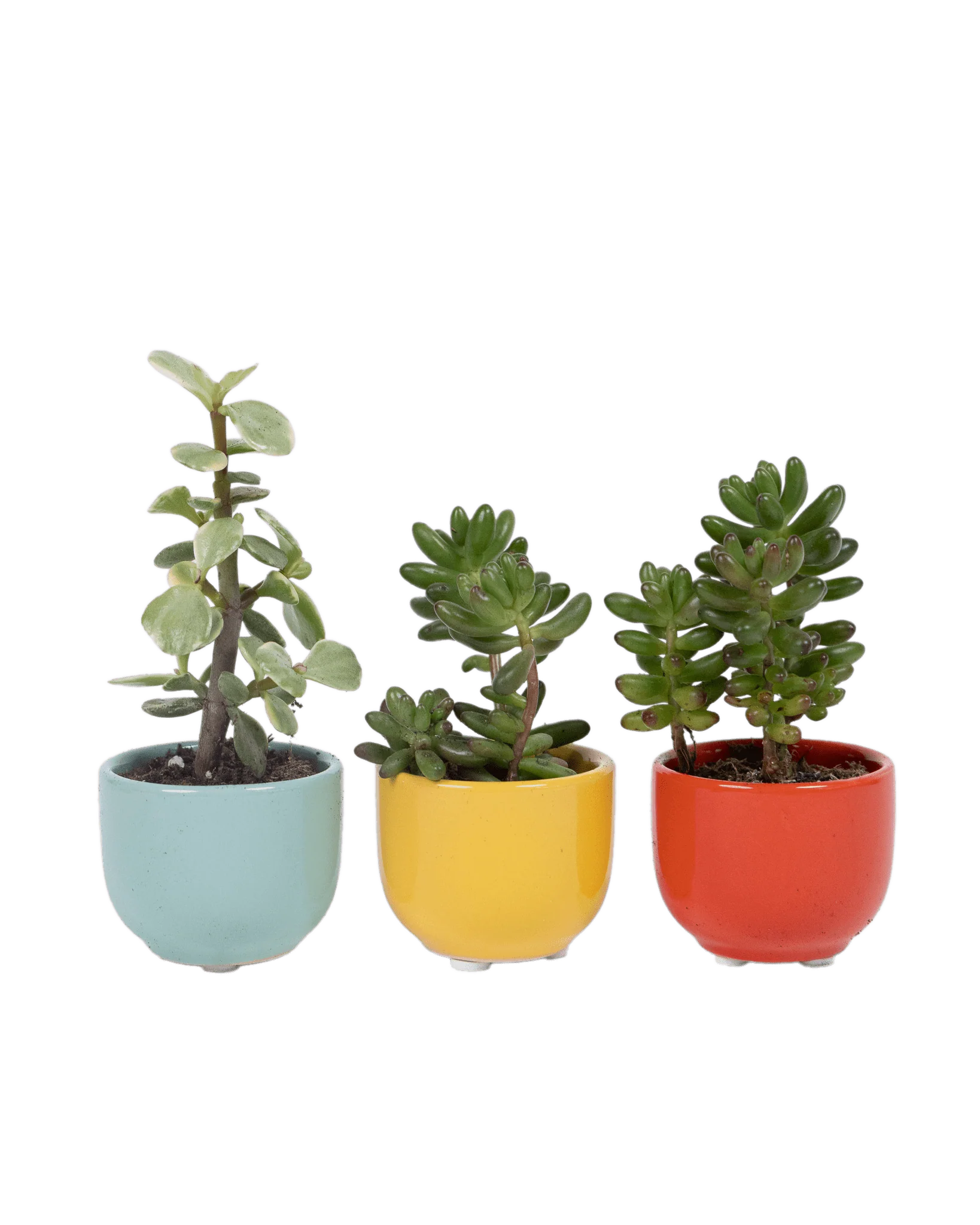 Succulent Cup Ceramic For Weddings