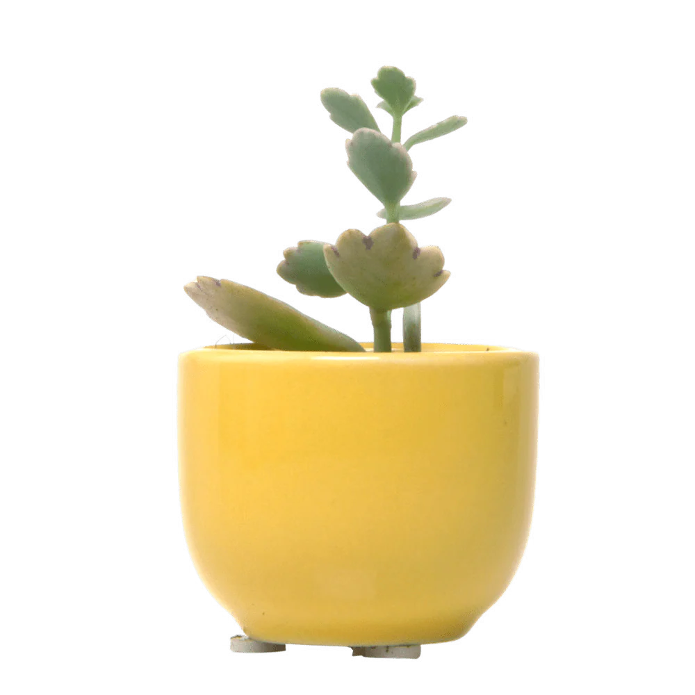 Succulent Cup Ceramic For Weddings - Image 10
