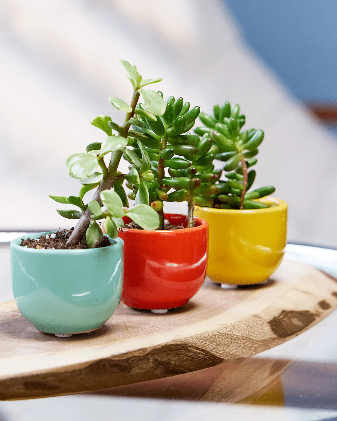 Succulent Cup Ceramic For Weddings - Image 11
