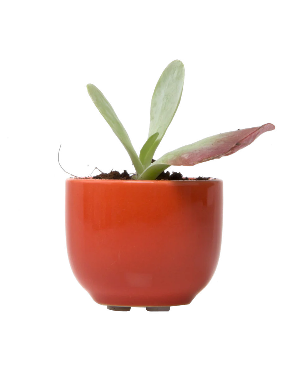 Succulent Cup Ceramic For Weddings - Image 12