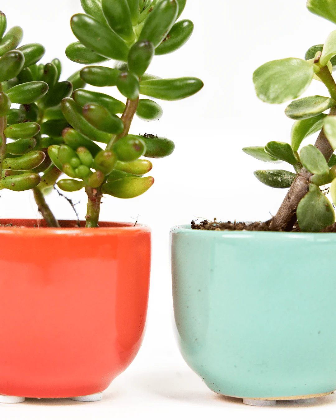 Succulent Cup Ceramic For Weddings - Image 13