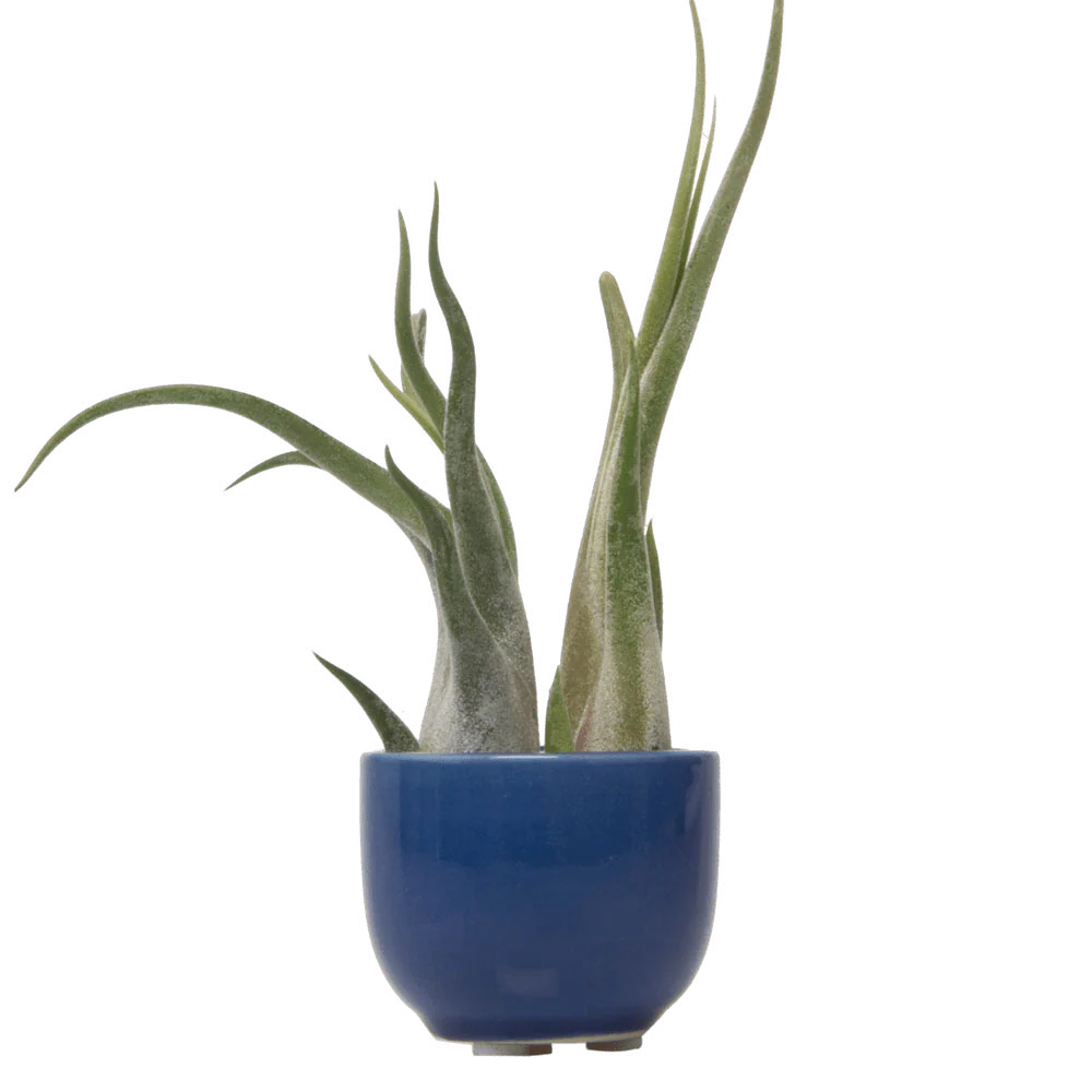 Succulent Cup Ceramic For Weddings - Image 3