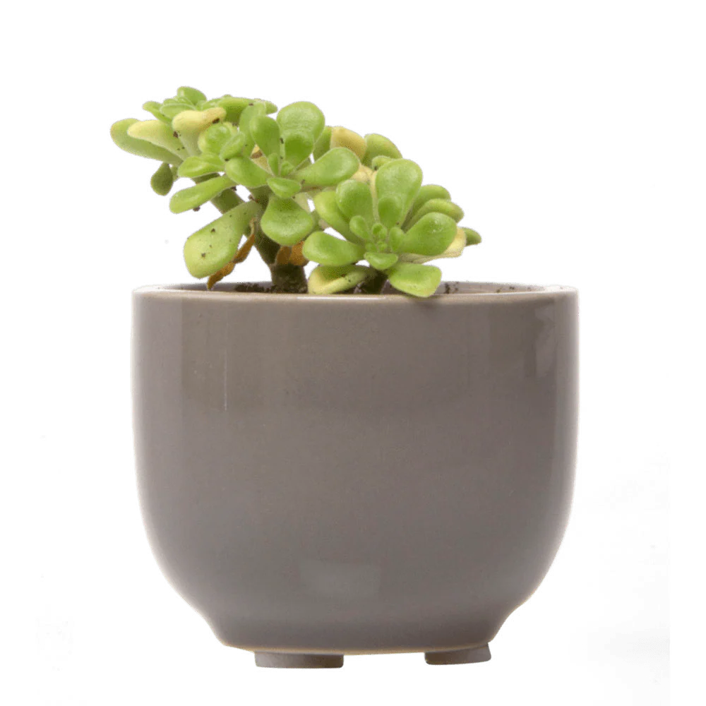 Succulent Cup Ceramic For Weddings - Image 4