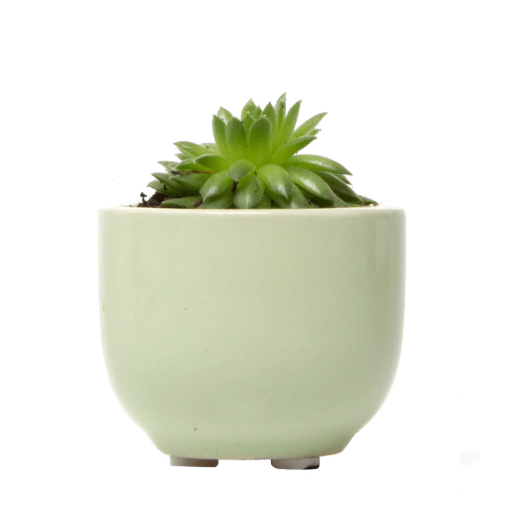 Succulent Cup Ceramic For Weddings - Image 5