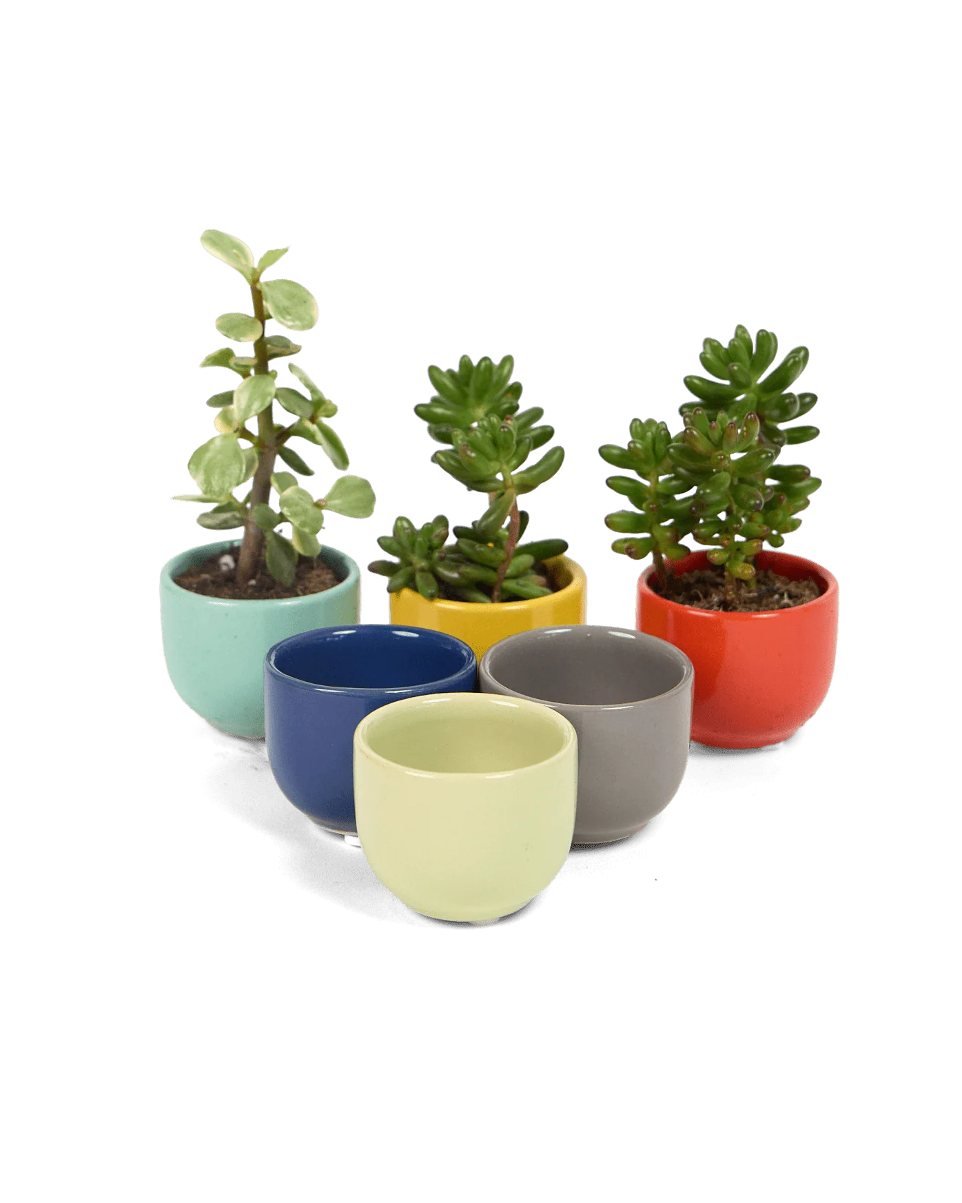 Succulent Cup Ceramic For Weddings - Image 6