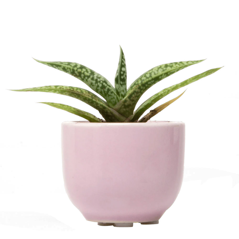 Succulent Cup Ceramic For Weddings - Image 7