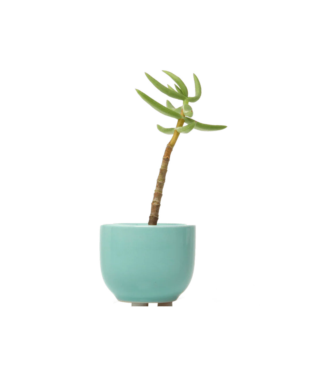 Succulent Cup Ceramic For Weddings - Image 8