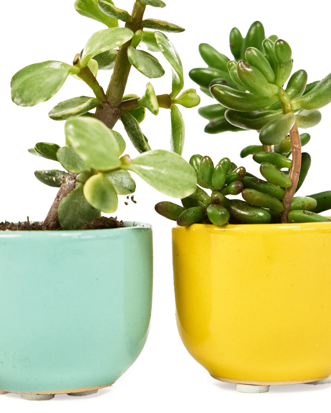 Succulent Cup Ceramic For Weddings - Image 9