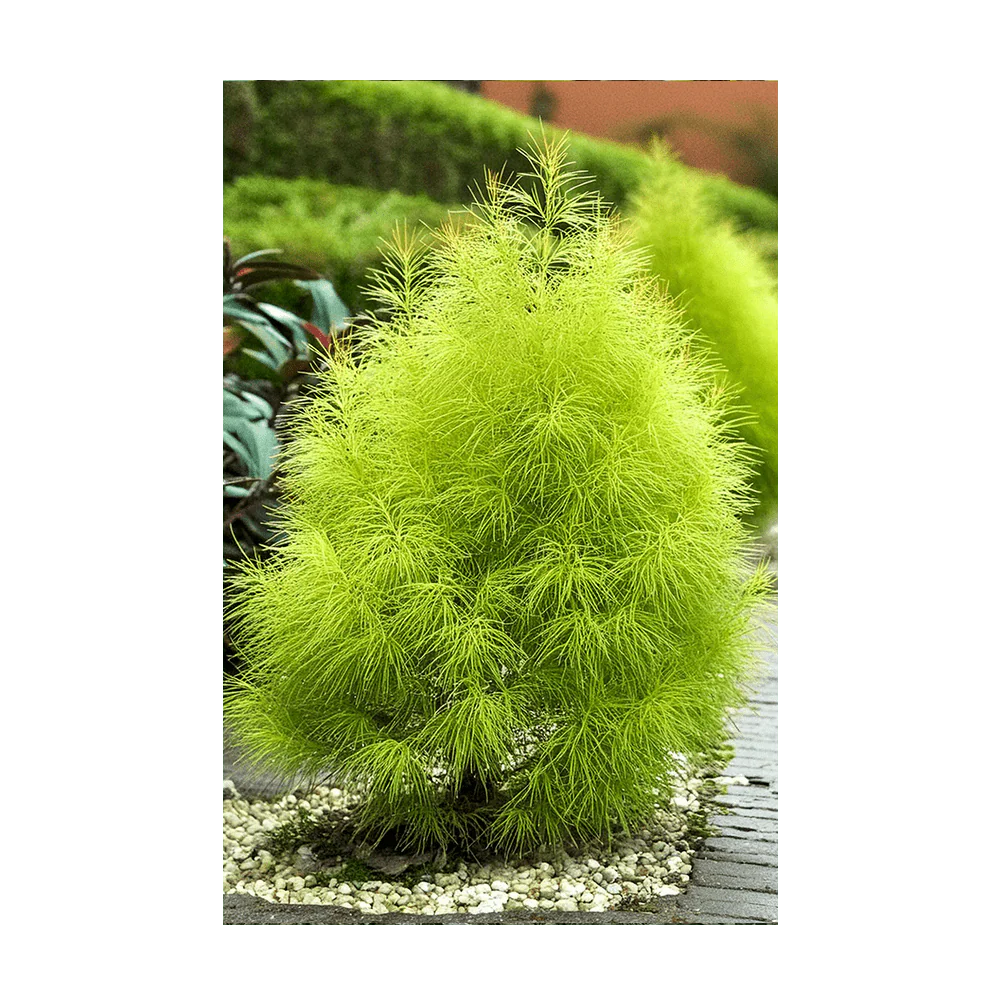 Summer Cypress Flower Seeds Packet - Image 3