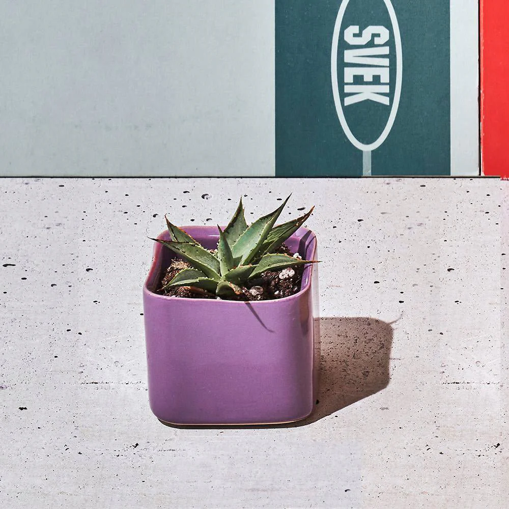 Svek Ceramic Indoor Succulent Pot - Image 20