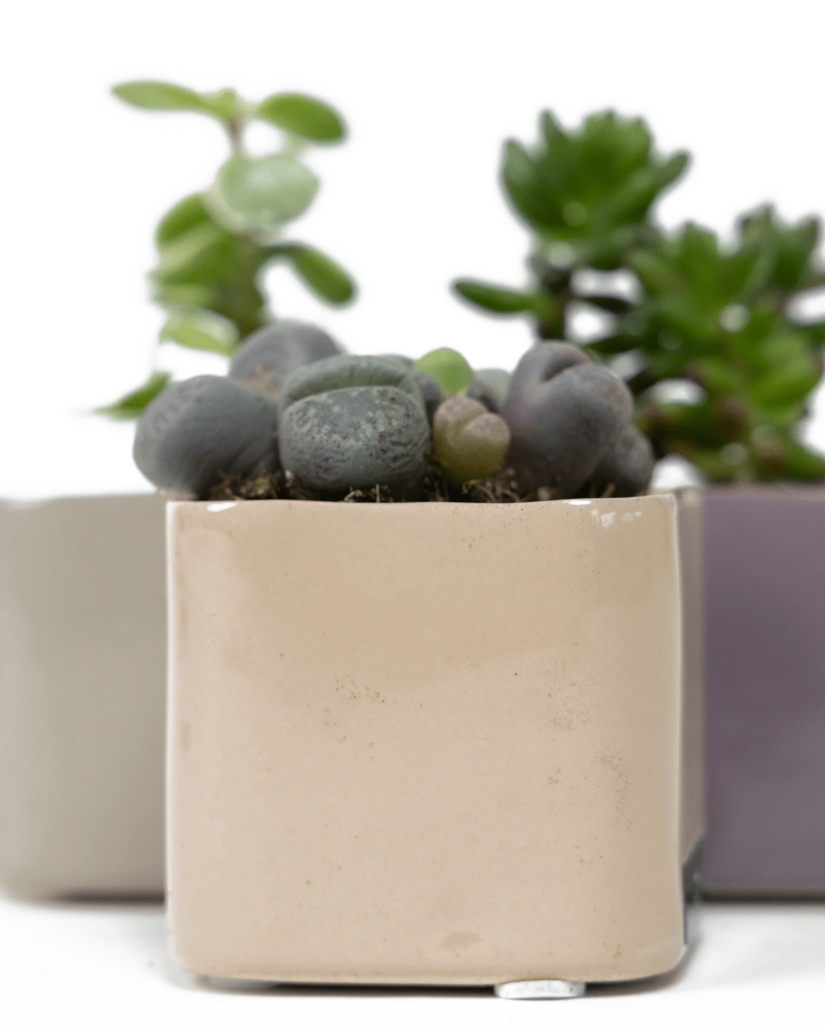 Svek Ceramic Indoor Succulent Pot - Image 29