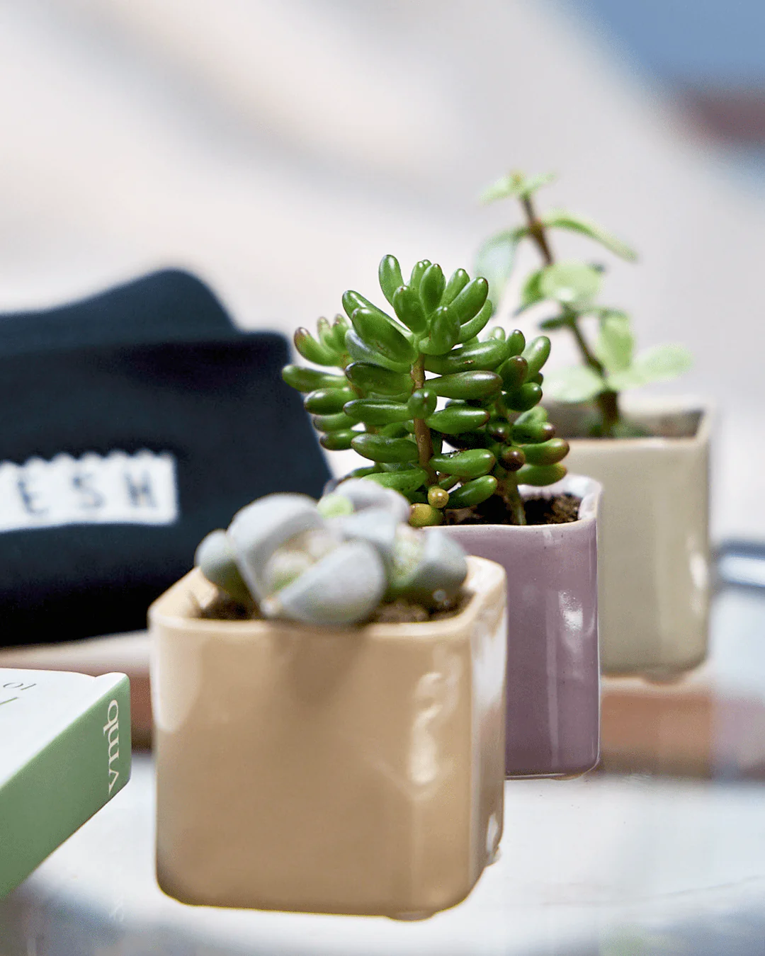 Svek Ceramic Indoor Succulent Pot - Image 31