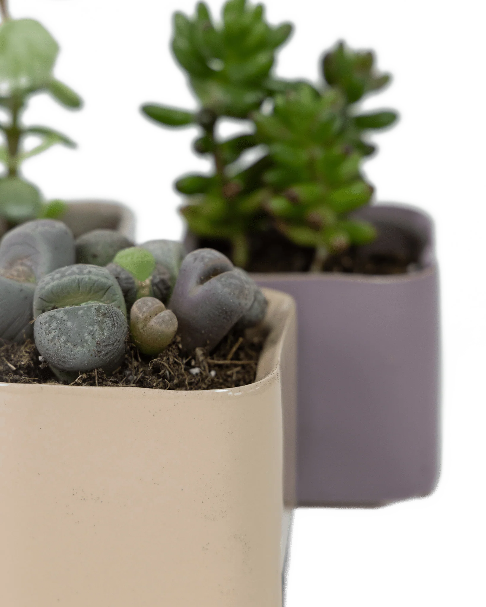 Svek Ceramic Indoor Succulent Pot - Image 7