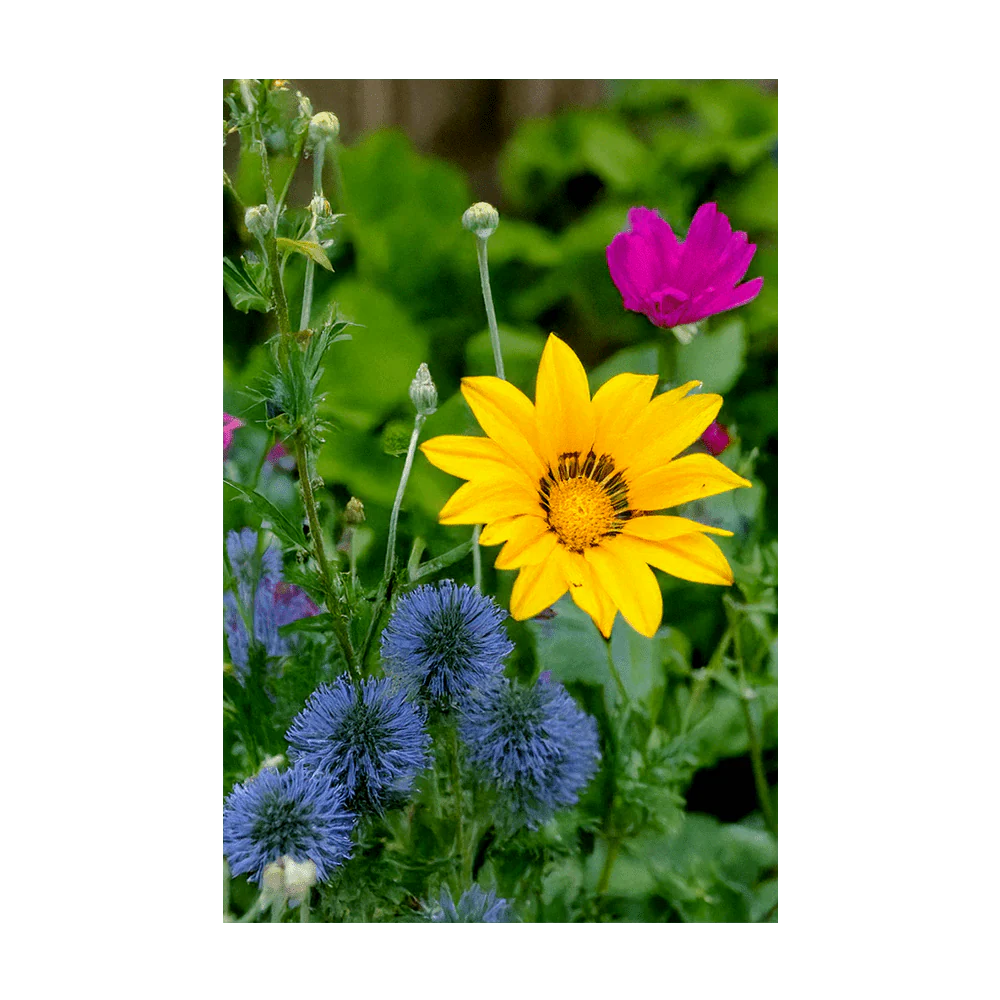 Wildflowers Flower Seeds Packet - Image 3